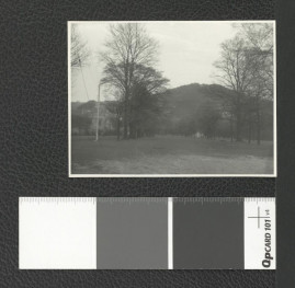 drzewostan w okolicach miejscowego klasztoru , skan 4