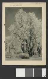 nadbitka reprodukcji fotografii fragmentu miejscowego parku zamieszczona w Ciołek Gerard, Ogrody polskie, Warszawa 1954, strona 30, skan 1