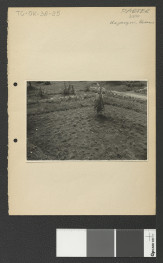 widok upraw w miejscowym ogrodzie przyklasztornym, skan 5