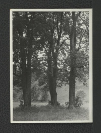 3 fotografie czarno-białe przedstawiające drzewa w miejscowym parku, skan 2
