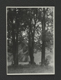 3 fotografie czarno-białe przedstawiające drzewa w miejscowym parku, skan 3