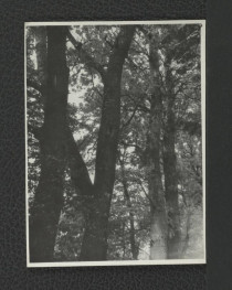 3 fotografie czarno-białe przedstawiające drzewostan w miejscowym parku, skan 2