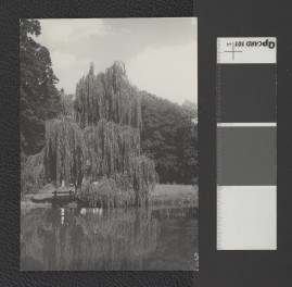 fotografia czarno-biała, przedstawia fragment parku, widok na staw z wierzbą (odmiana Pendula). Dopisek odręczny na rewersie fotografii: „Żywiec - fragment parku z wierzbą zwisłą nad stawem” oraz pieczątki: „Fot. T. Szymanowski” oraz „Instytut Urbanistyki i Architektury”, skan 1
