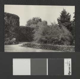 fotografia czarno-biała, luzem, przedstawia fragment parku (?) w Ciechocinku. Na pierwszym planie krzew tamaryszka. Na rewersie fotografii zapiski odręczne: „Ciechocinek” oraz „fot. T. Szymanowski” i pieczątka Instytutu Urbanistyki i Architektury, skan 1