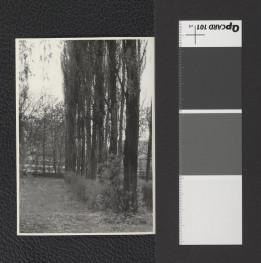 rząd topoli włoskich, skan 2