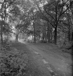 dwór - park, skan 1