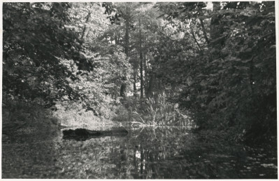 Zespół pałacowo - parkowy,  fragment parku - widok na staw z wyspą, skan 1
