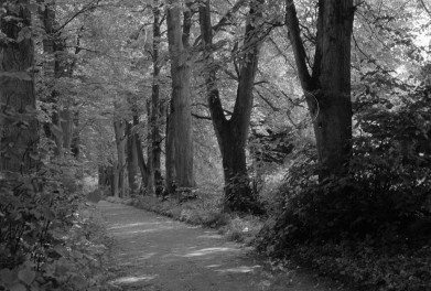 zamek Nowy Ostenów - park krajobrazowy - fragment, skan 1