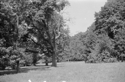 drzewa w Parku Decjusza, skan 1