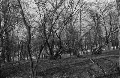 park, skan 1