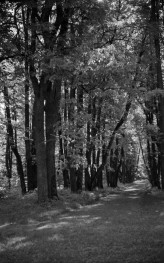 Park , skan 1