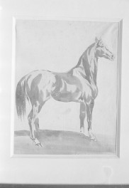 Muzeum Pomorskie w Toruniu, Michałowski Piotr "Studium konia", sepia 361x280 mm, skan 1