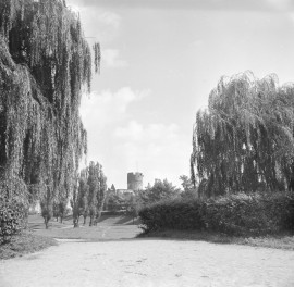 Zamek Książąt Głogowskich - skrzydło południowo - zachodnie z wieżą - widok ogólny ruin z parku zamkowego, skan 1