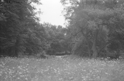 pałac Wodzickich - park krajobrazowy - fragment, skan 1
