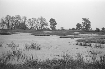 park pałacowy - staw, skan 1