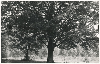 Zespół pałacowo - parkowy,  fragment parku , skan 1