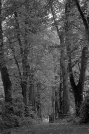 zamek Nowy Ostenów - park krajobrazowy - fragment, skan 1