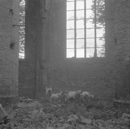 kościół Mariacki - wnętrze, zniszczenia , skan 1