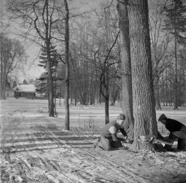 dwór Dernałowiczów - park krajobrazowy - fragment, skan 1