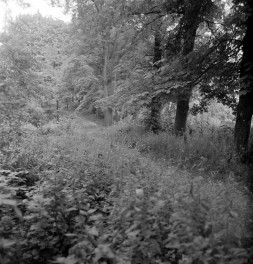 dwór - park, skan 1