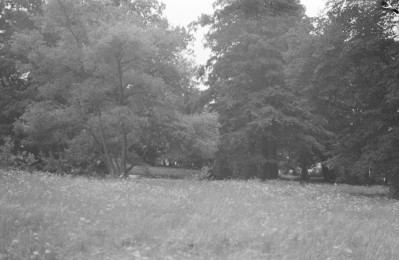 pałac Wodzickich - park krajobrazowy - fragment, skan 1