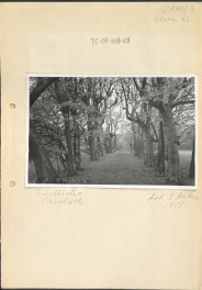 czarno - biała fotografia przedstawiająca szpaler drzew umiejscowionych według opisu w miejscowości: "Siedlisko Carolath, zamek wewn. oś.", skan 1